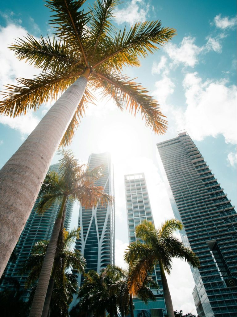 Miami downtown skyscrapers with palm trees view